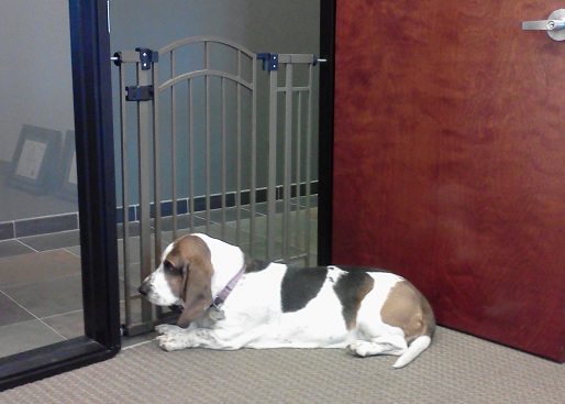 Rosie Watching the Office Through her Baby Gate