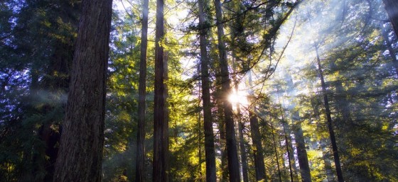 Redwood Dawn by Rob Shenk from Flickr (Creative Commons License)