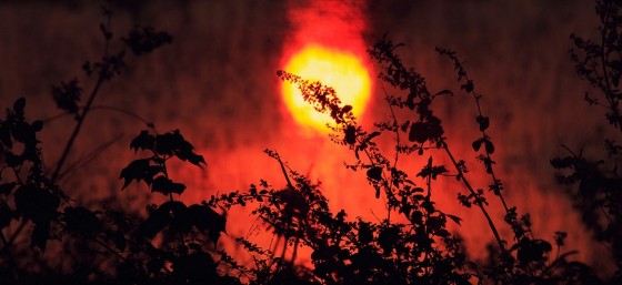Burning Nature by Vinoth Chandar from Flickr (Creative Commons License) 