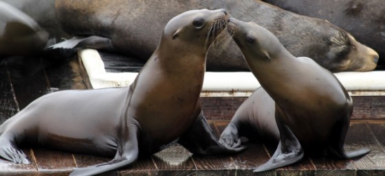 I can't wait to see the sea lions at Fisherman's Wharf! Give him some lovin' by Prayitno from Flickr (Creative Commons License)