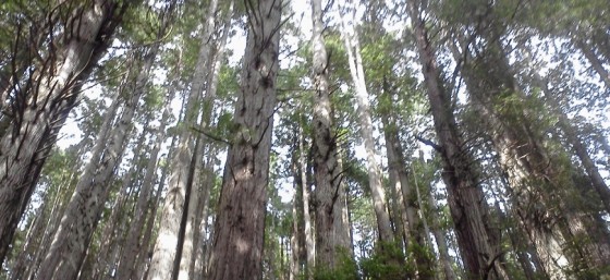 The Redwood Forest at the Trees of Mystery